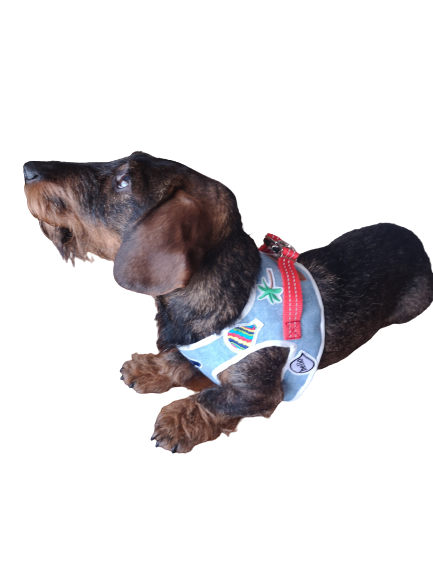 Geschirr Farbe Dackel