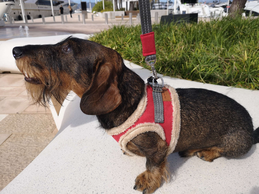 Fellgeschirr für Dackel