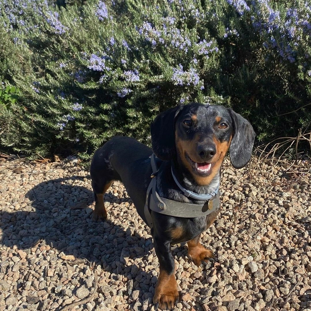 Gürtel für Dackel, grau, Leder