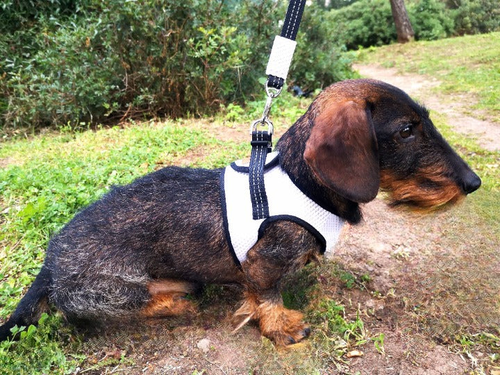 Geschirr und Leine für Dackel