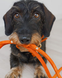 Thumbnail für Lederleine für Dackel