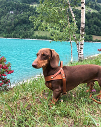 Miniaturansicht für Dackel-Geschirr aus cognacfarbenem Leder